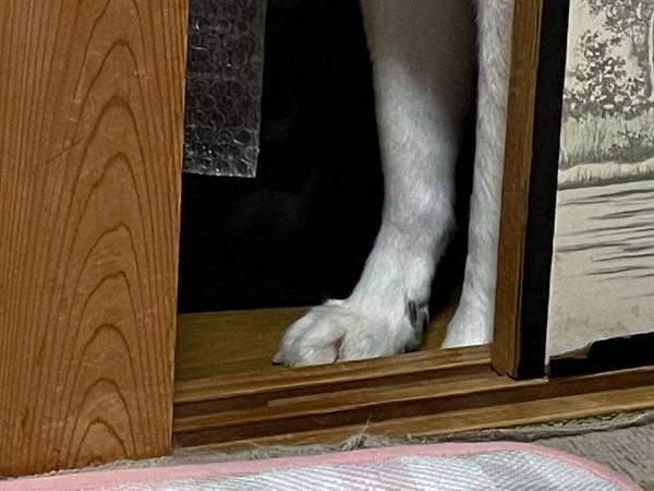 お茶の時間になると秋田犬が？　目にした光景に「お茶吹いた」