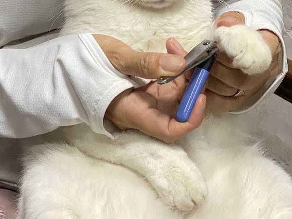 「感情が顔に出るタイプですね」爪を切られる猫の『絶妙な表情』をご覧ください