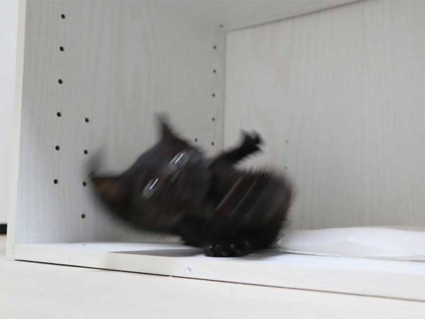 「躍動感がスゴい」「見ているだけで癒される」子猫が転んだ瞬間に２３万超のいいね！