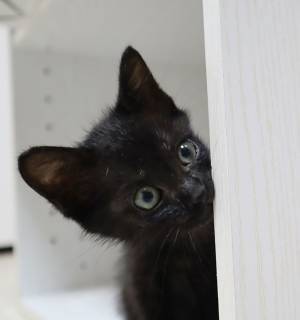 「躍動感がスゴい」「見ているだけで癒される」子猫が転んだ瞬間に２３万超のいいね！