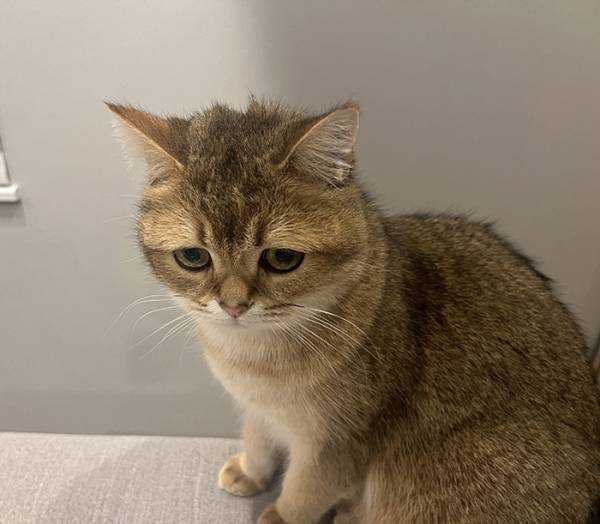 猫のグルーミングが失敗　結果に「これは吹く」「顔、顔ー！」