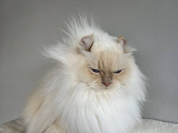 猫のグルーミングが失敗　結果に「これは吹く」「顔、顔ー！」