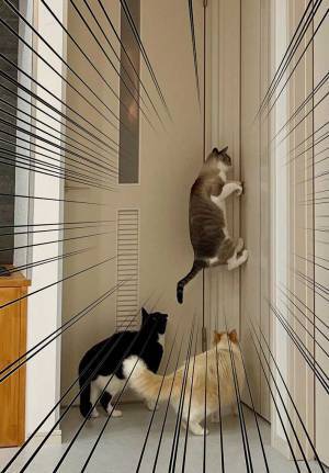 「中身人間やろ」　ドア前に集まる猫、次の瞬間？「爆笑した」「どうなっているの」