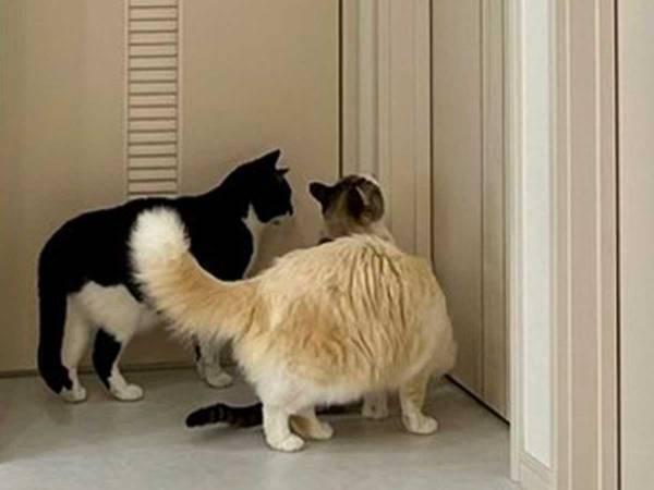 「中身人間やろ」　ドア前に集まる猫、次の瞬間？「爆笑した」「どうなっているの」