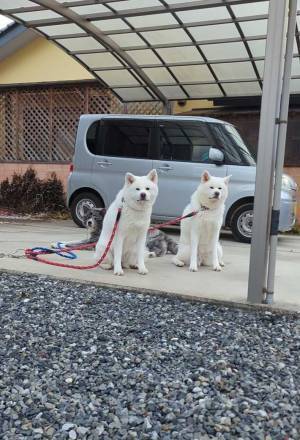 秋田犬の親子を写した『２枚』を見て！　投稿に「すごい」「血は争えない」