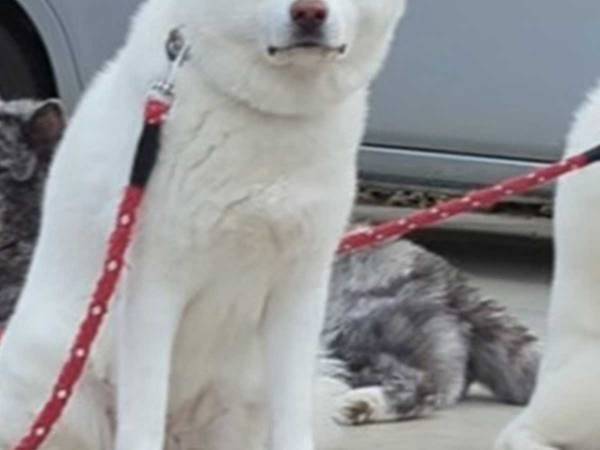 秋田犬の親子を写した『２枚』を見て！　投稿に「すごい」「血は争えない」