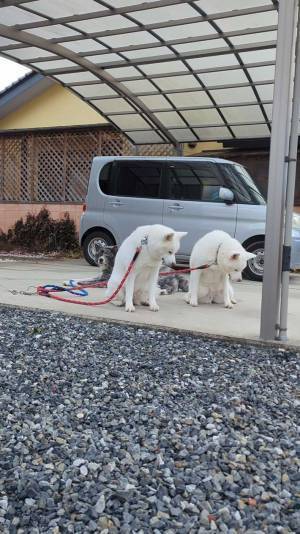 秋田犬の親子を写した『２枚』を見て！　投稿に「すごい」「血は争えない」