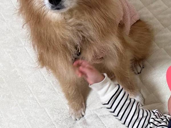 赤ちゃんの『記念写真』にポメが乱入　結果に「笑った」「最高」