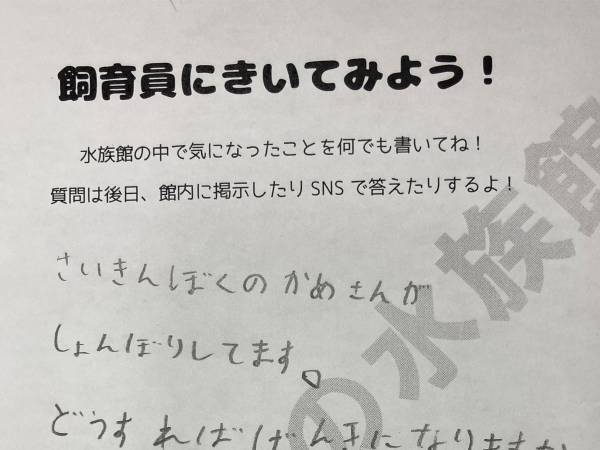 『カメ』について質問された水族館　館長の回答に、ネットがザワッ！