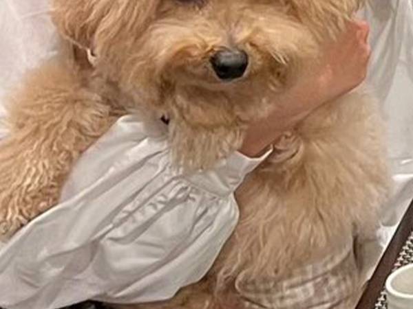 ３歳になった愛犬、家族で誕生日旅行に行くと？　主役の表情に「笑った」