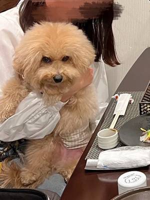 ３歳になった愛犬、家族で誕生日旅行に行くと？　主役の表情に「笑った」