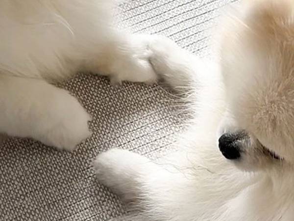 猫がいる家に迎え入れられたポメラニアン　数年後の姿に胸がジーン