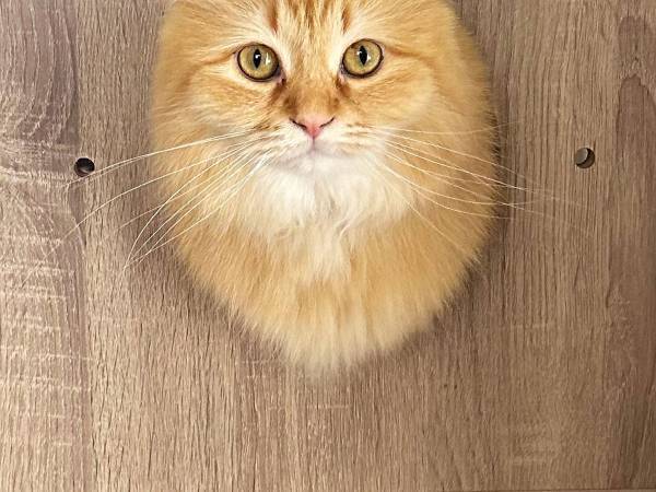 猫の写真に「鼻から牛乳吹いた」　キャットタワーから顔を出した結果？