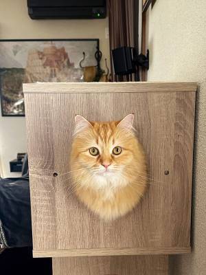 猫の写真に「鼻から牛乳吹いた」　キャットタワーから顔を出した結果？