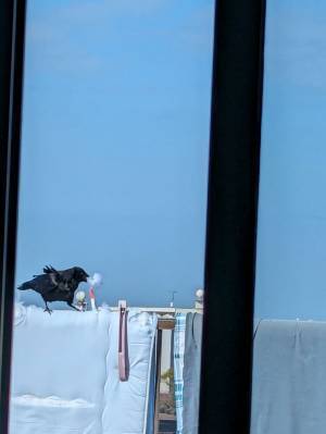 「カラスは賢いなぁ」「マジか」　布団を見つけると、次の瞬間…！