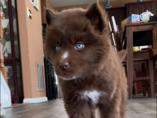 かわいかった子犬が…？　成長したレッドハスキーの姿に驚く！　「王様のようだ」