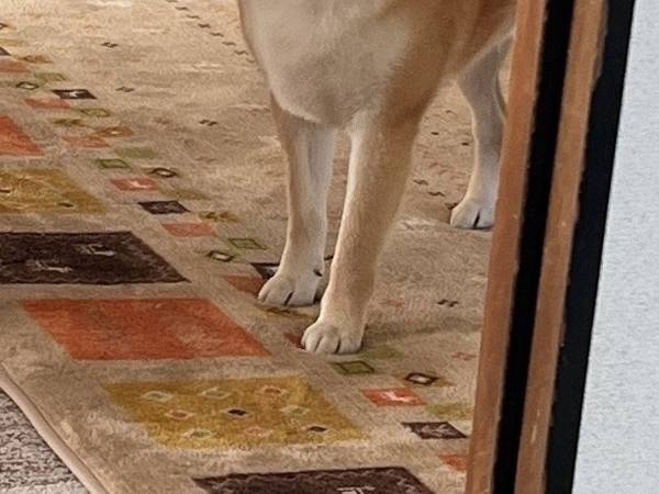 柴犬の猛アピール！　くわえてきたモノに「すべて許されそう」