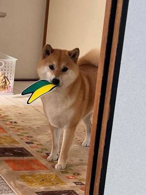 柴犬の猛アピール！　くわえてきたモノに「すべて許されそう」