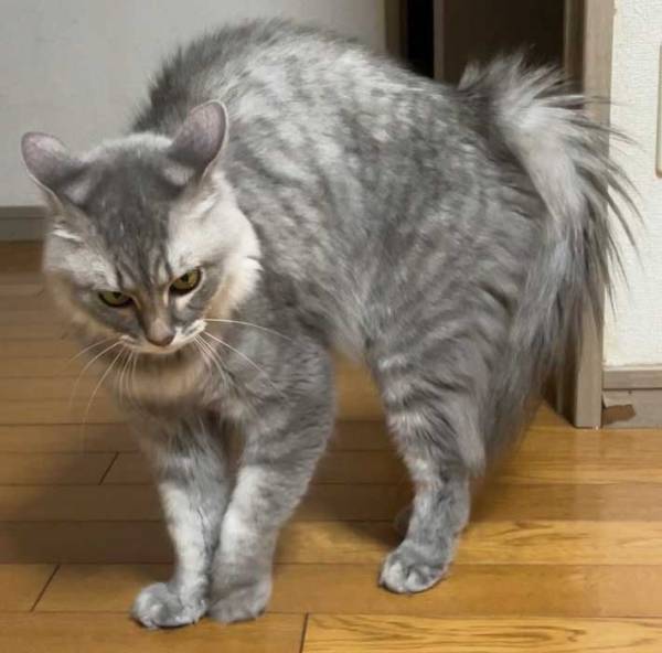 猫の『夏毛と冬毛』の変化とは？　比較に「ほぼ別の猫」「迫力がある」