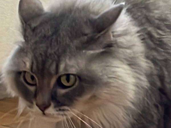 猫の『夏毛と冬毛』の変化とは？　比較に「ほぼ別の猫」「迫力がある」