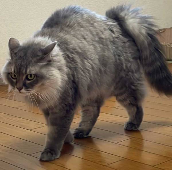 猫の『夏毛と冬毛』の変化とは？　比較に「ほぼ別の猫」「迫力がある」