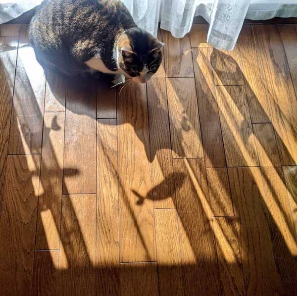 『おかんの買ったレースカーテン』が猫の心を奪った理由は？　「笑った」「コレは欲しい」