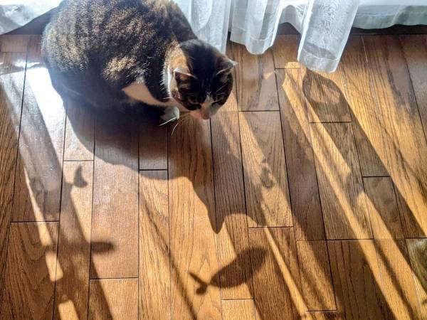 『おかんの買ったレースカーテン』が猫の心を奪った理由は？　「笑った」「コレは欲しい」