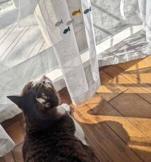 カーテンの魚を眺める猫