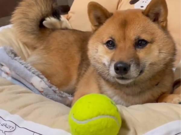 ボール遊びしたい犬　「でも…アレには勝てないワン」