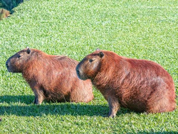 公園で犬に吠えられた２頭のカピバラが？　「いいフォーム」「９点あげる」