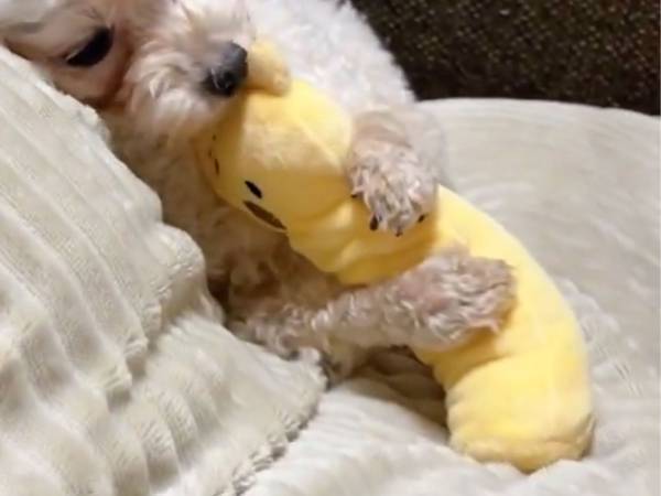 ダイソーの『アレ』がお気に入り！？　トイプードルの動画にニッコリ！