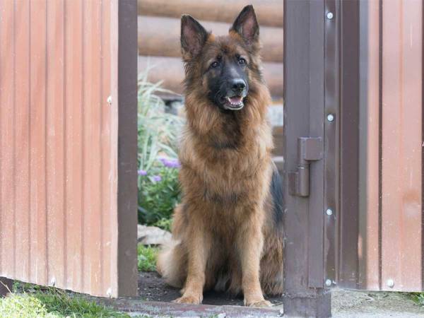 「友達連れて来た！」　愛犬に続いて犬用ドアから入ってきたのは…？「笑った」