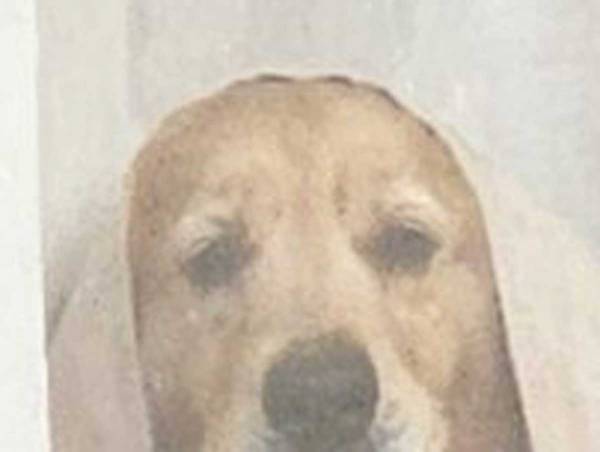 飼い主「ゴールデンレトリバーと暮らすダメなこと」　理由に「納得」「これはつらい」