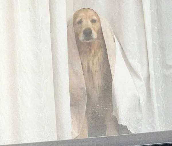 飼い主「ゴールデンレトリバーと暮らすダメなこと」　理由に「納得」「これはつらい」