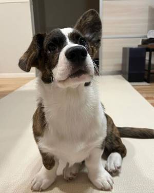 コーギーの片耳に異変！　診断に「限界だったか」「そんなんあるの！？」