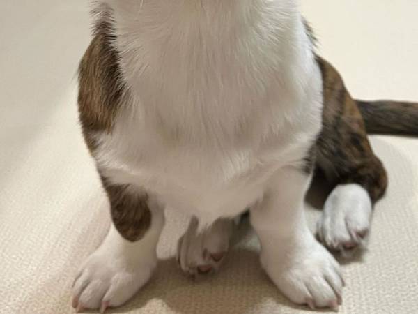 コーギーの片耳に異変！　診断に「限界だったか」「そんなんあるの！？」