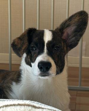 コーギーの片耳に異変！　診断に「限界だったか」「そんなんあるの！？」