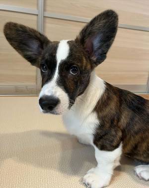 コーギーの片耳に異変！　診断に「限界だったか」「そんなんあるの！？」