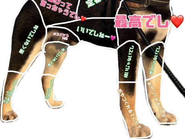 柴犬の『お触り一覧表』が…？　「耳はベルベット」