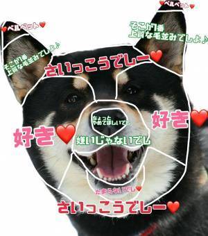 柴犬の『お触り一覧表』が…？　「耳はベルベット」