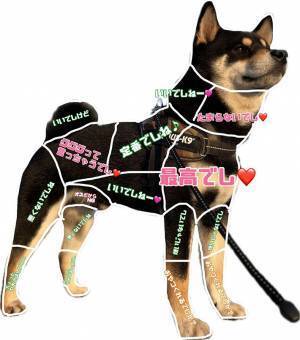 柴犬の『お触り一覧表』が…？　「耳はベルベット」