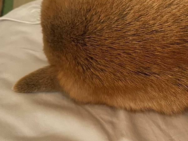 飼い主「柴犬が添寝してた」　１枚の写真に「たまらん！」「ギュッてしたくなる」