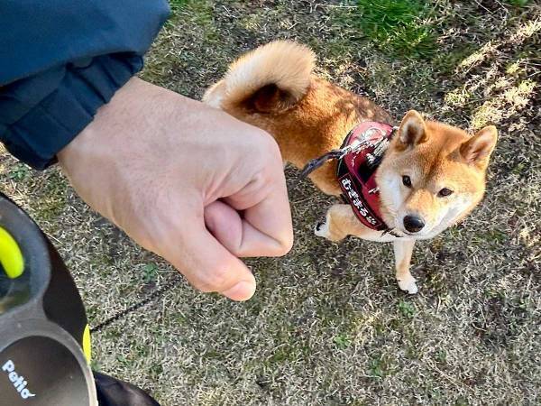 花粉症の薬を握っていた飼い主　しかし、柴犬が？　「笑った」「期待に満ちている」