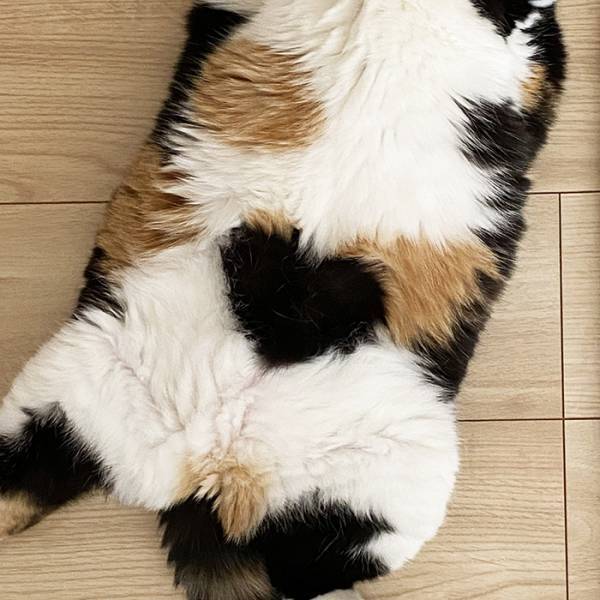 猫のお腹に『メッセージ』　写真に「すごっ」「お見事！」