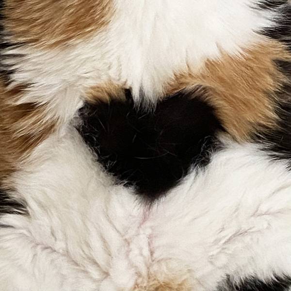 猫のお腹に『メッセージ』　写真に「すごっ」「お見事！」