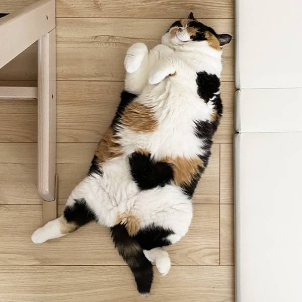 猫のお腹に『メッセージ』　写真に「すごっ」「お見事！」