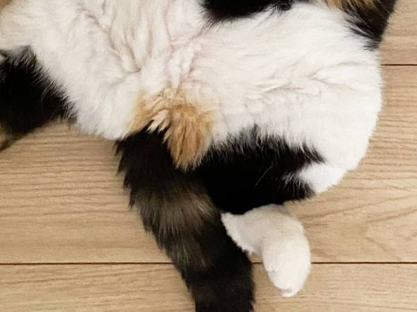 猫のお腹に『メッセージ』　写真に「すごっ」「お見事！」