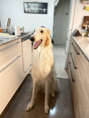 犬の飼い主「絶対にやめて」　子連れの行動に「絶句した」「怖すぎる」