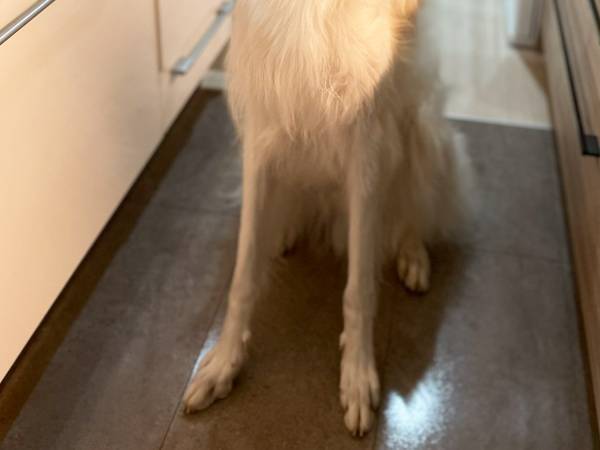 犬の飼い主「絶対にやめて」　子連れの行動に「絶句した」「怖すぎる」