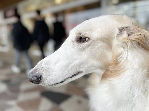 犬の飼い主「絶対にやめて」　子連れの行動に「絶句した」「怖すぎる」